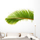 Palm Dtoure Bottle Leaf