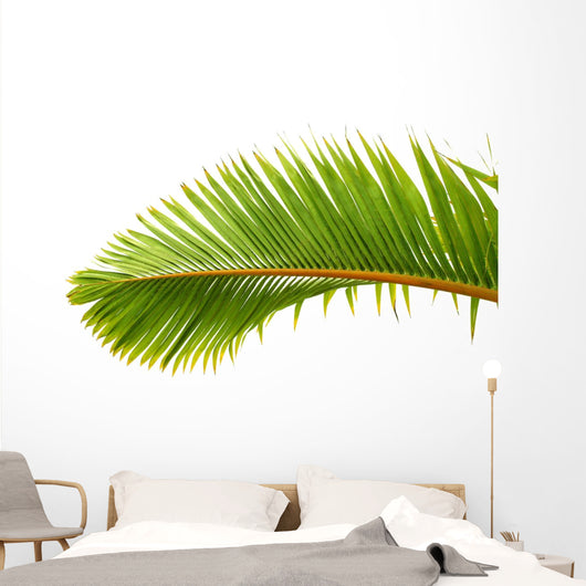 Palm Dtoure Bottle Leaf