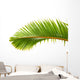 Palm Dtoure Bottle Leaf