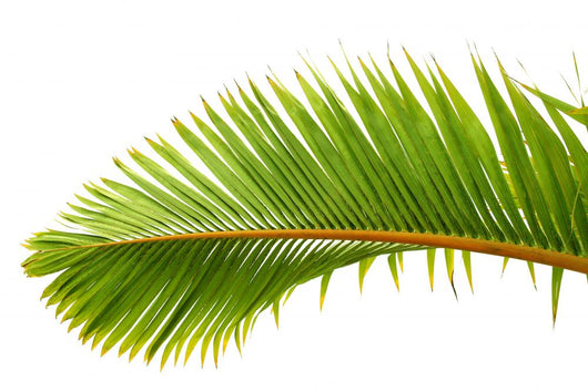Palm Dtoure Bottle Leaf