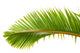 Palm Dtoure Bottle Leaf
