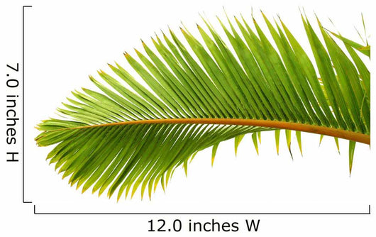 Palm Dtoure Bottle Leaf