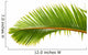 Palm Dtoure Bottle Leaf