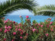 Boat behind Flowers Wall Decal
