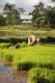 Woman Planting Rice Wall Mural
