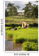 Woman Planting Rice Wall Mural