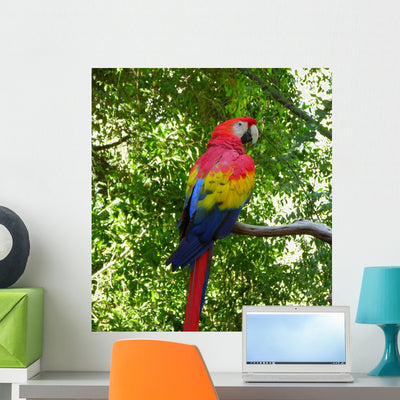 Macaw Wall Decal shown on a wall