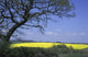 Yellow Rape Seed Field And Tree Wall Mural