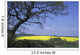 Yellow Rape Seed Field And Tree Wall Mural