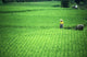 Man With Water Buffalo In Field Wall Mural