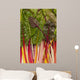 Colorful Rainbow Swiss Chard Wall Mural