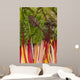 Colorful Rainbow Swiss Chard Wall Mural