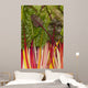 Colorful Rainbow Swiss Chard Wall Mural
