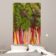 Colorful Rainbow Swiss Chard Wall Mural