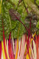 Colorful Rainbow Swiss Chard Wall Mural