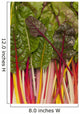 Colorful Rainbow Swiss Chard Wall Mural