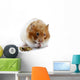 A female Syrian hamster eating Wall Decal