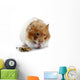 A female Syrian hamster eating Wall Decal