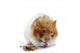 A female Syrian hamster eating Wall Decal