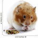 A female Syrian hamster eating Wall Decal