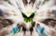 Focus On A Green Butterfly With Images Of Butterflies Surrounding It Wall Mural