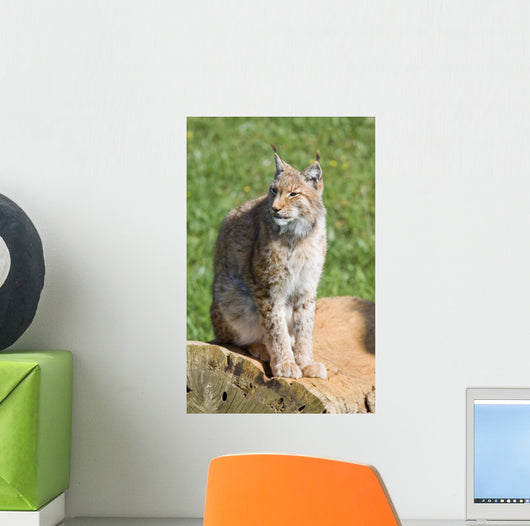 iberian lynx Wall Mural