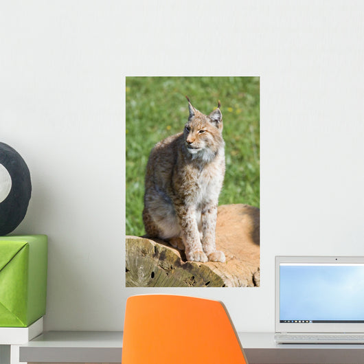 iberian lynx Wall Mural