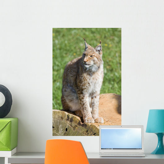 iberian lynx Wall Mural