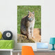 iberian lynx Wall Mural