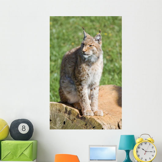 iberian lynx Wall Mural