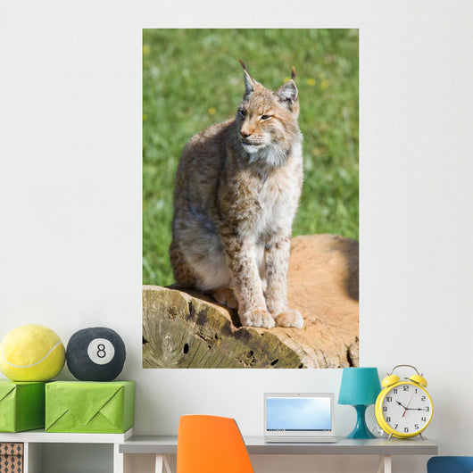iberian lynx Wall Mural
