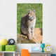 iberian lynx Wall Mural