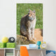 iberian lynx Wall Mural