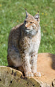 iberian lynx Wall Mural