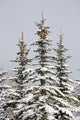 Snow Covered Evergreen Trees Wall Mural