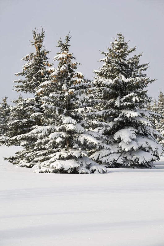 Snow covered evergreen branches, Snow on our evergreen tree…