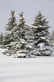Snow Covered Evergreen Trees Wall Mural