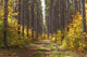 Path Into The Forest In Autumn Wall Mural