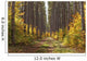 Path Into The Forest In Autumn Wall Mural