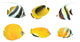 Yellow Tropical Reef Fish Wall Decal Sticker Set
