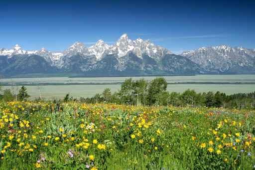 Summer Wildflowers Wall Decal