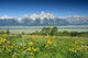 Summer Wildflowers Wall Decal