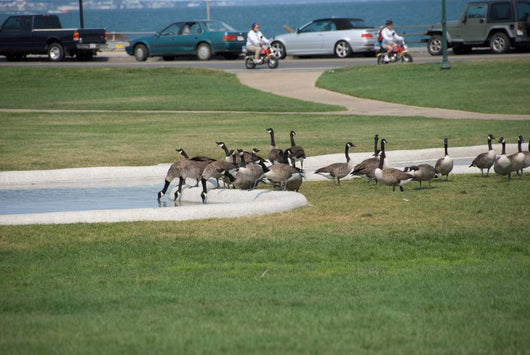 Geese Go This Way