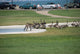 Geese Go This Way