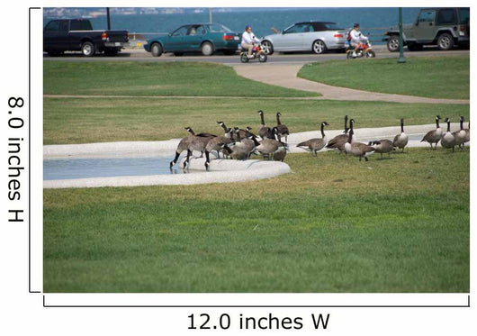 Geese Go This Way