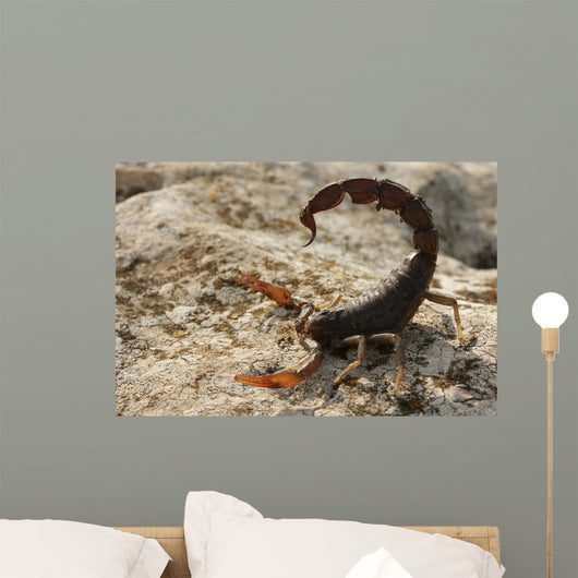 Androctonus Crassicauda