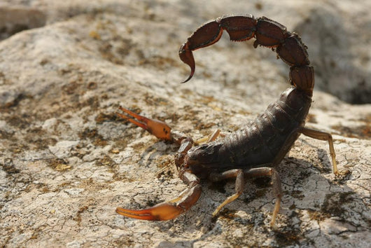 Androctonus Crassicauda