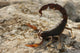 Androctonus Crassicauda