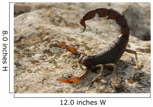 Androctonus Crassicauda