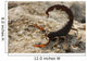 Androctonus Crassicauda